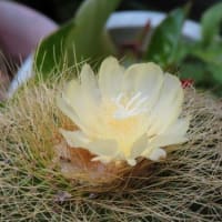 サボテンの花