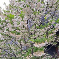ご近所のエゴノキが満開