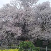 今日はRKKラジオ「とんでるワイド」は一心行の大桜の前から放送です！