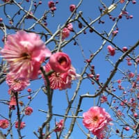 春がきた…？