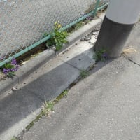 電柱の陰にひっそりスミレ咲き／壁の穴にはカタバミの花