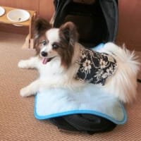 ふうたくんとレジーナ長浜(^^♪＆月命日
