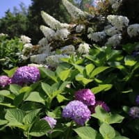 城北菖蒲園