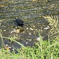 夏の川