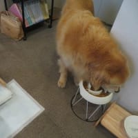 久しぶりにたくさん歩いたヴィキ
