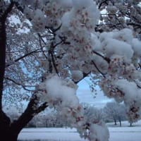 シーズン最終のドカ雪