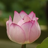 ハスの花②