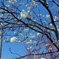 桜の開花宣言がでました。