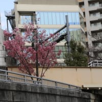 目黒川桜ツアーに参加した　〜4月1日は3〜５分咲きでした〜