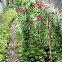 菊「活け花」が大きく成長した。