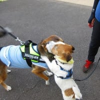 犬の森One Walk＠横浜