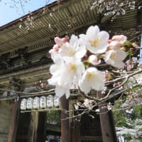 春の京都を桜散歩（4月2日）：滋賀の三井寺へ！