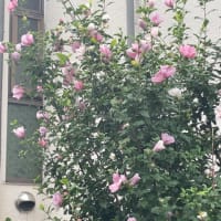 『久我山歳時記』（67）〜小暑となり、暑中お見舞い