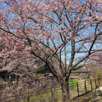 昭和記念公園、修善寺寒桜満開