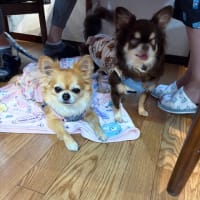２０２５．６．５．６．７のわんちゃん♪( ´▽｀)