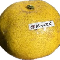 おすすめ全体会の「中晩柑学習会」のご報告です。