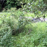 わが家の果樹園、今年最初の草刈りをしました。