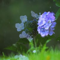 万葉の里紫陽花公園で多重露光で遊んできました