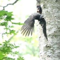 こんなところで、クマゲラ子育手日記　④