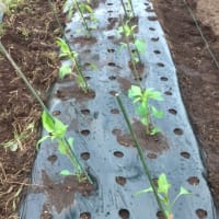夏野菜（オクラ、トマト、ピーマン）の植え付け（菜園日記：2025年05月18日（日）)