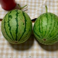 🍉スイカを食ったドー！＊7/5