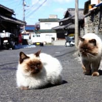 瀬戸内G島の猫たち　2025年2月　その12