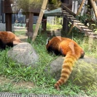 上野のパンダたち