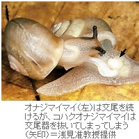 カタツムリ、交尾器の微細な模様で種を識別＝信州大学