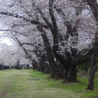 「軽井沢周辺」西軽井沢・医療センター・桜のトンネル～写真と短歌で綴る世界文化紀行