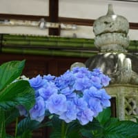 ２０２３年・藤森神社の紫陽花　＠　京都妖怪探訪（８４４）