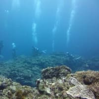 石垣島でのんびり　ファンダイビング