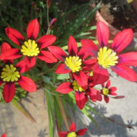 花開く季節②　4月後半（自宅）