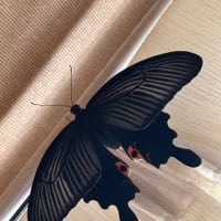 芋活終了