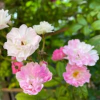 紅に白にピンクとつまんでパイナップル