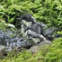 7月初旬の箕面のお山にて