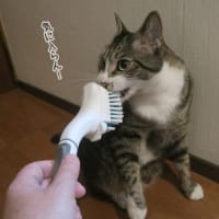 ブラシはいかが？