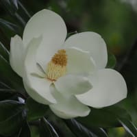 万博記念公園日本庭園の早朝観蓮会にて