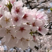 ドローンで桜並木を撮る