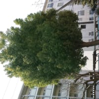 わたしの楠は　心もとない人間に　幹の上半身を