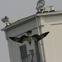 06/28探鳥記録写真：２０２５年4月に出会った鳥たち②