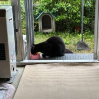 朝の黒猫ダブル