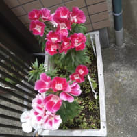 父の日に