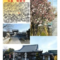 花巡り「梅－368」　久喜　常楽寺