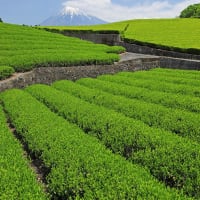 茶畑と富士山の絶景。