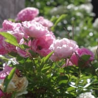 今年も白い蔓薔薇が咲きました