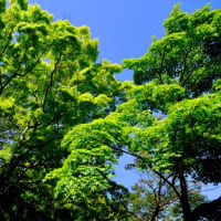 こどもの日-大阪府河内長野市：延命寺