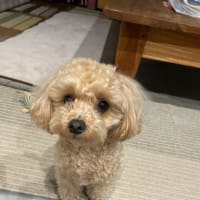社長の通知表・・