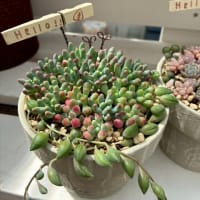 大きめリメ缶の贅沢寄せ植え　他 2025夏森 Zakkaの森作品紹介