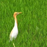 アマサギ　一羽だけでしたが
