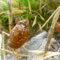 今夏初の蝉